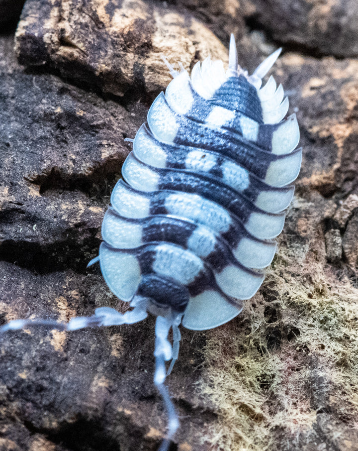 Porcellio Expansus isopod
