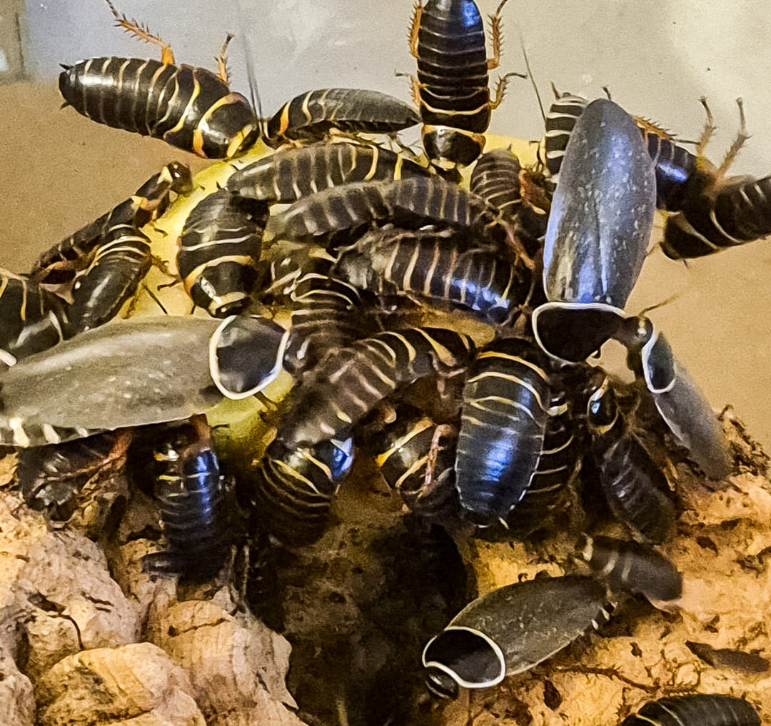 Extinct/Cave roach (Simandoa Conserfariam)