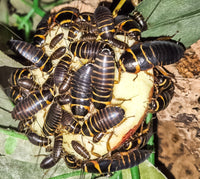 Extinct/Cave roach (Simandoa Conserfariam)