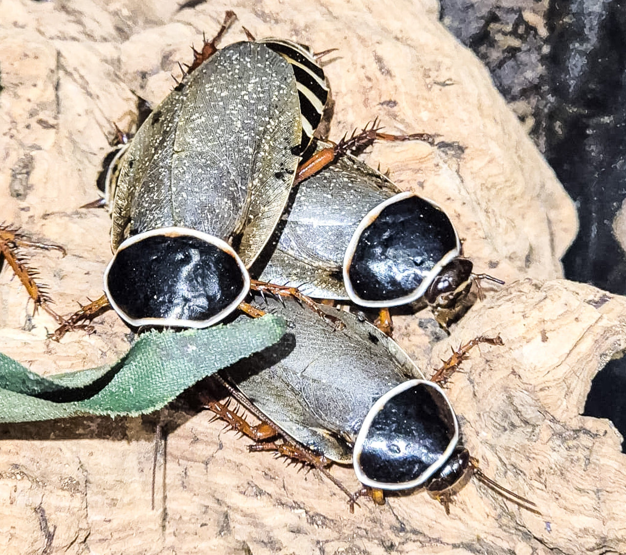 Extinct/Cave roach (Simandoa Conserfariam)