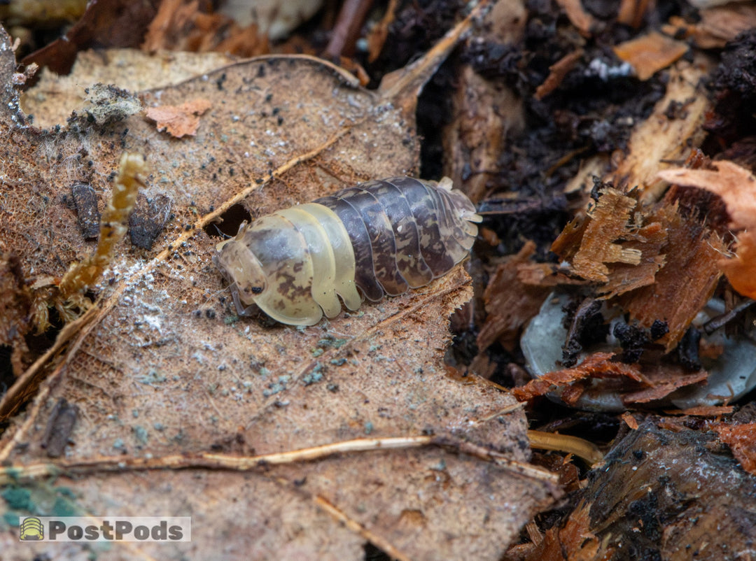 Filippinodillo Giant Bumblebee isopod walking across leaf litter and bark chips, antennae extended