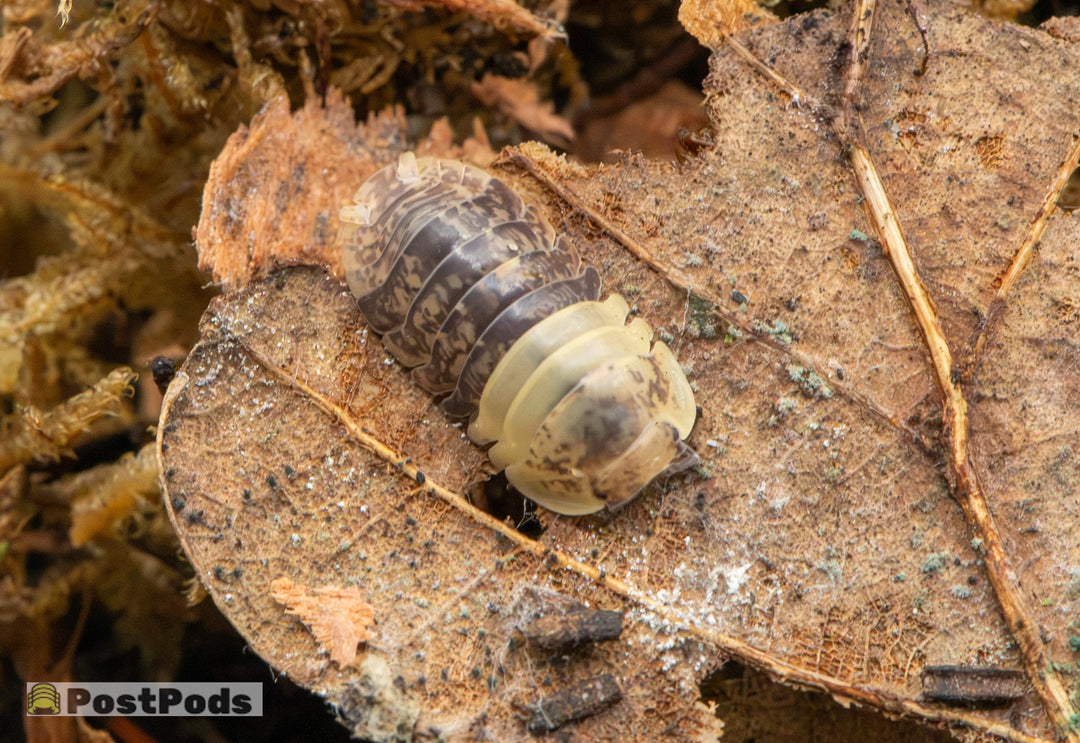 Filippinodillo Giant Bumblebee isopod on a dead leaf, pale cream front half and dark mottled brown rear half