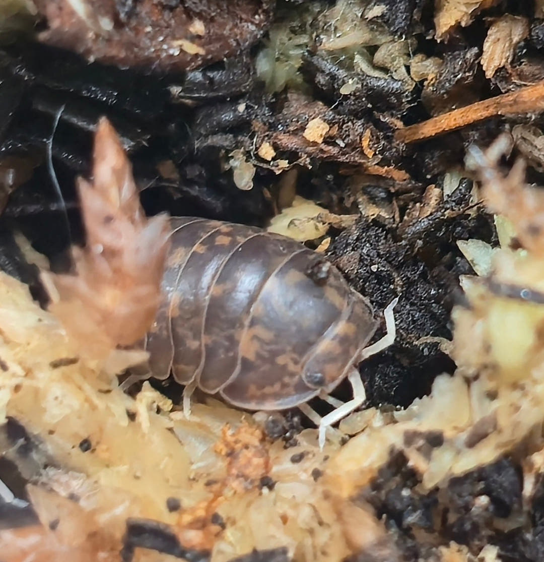 Filippinodillo sp. Giant Banahoo Isopods