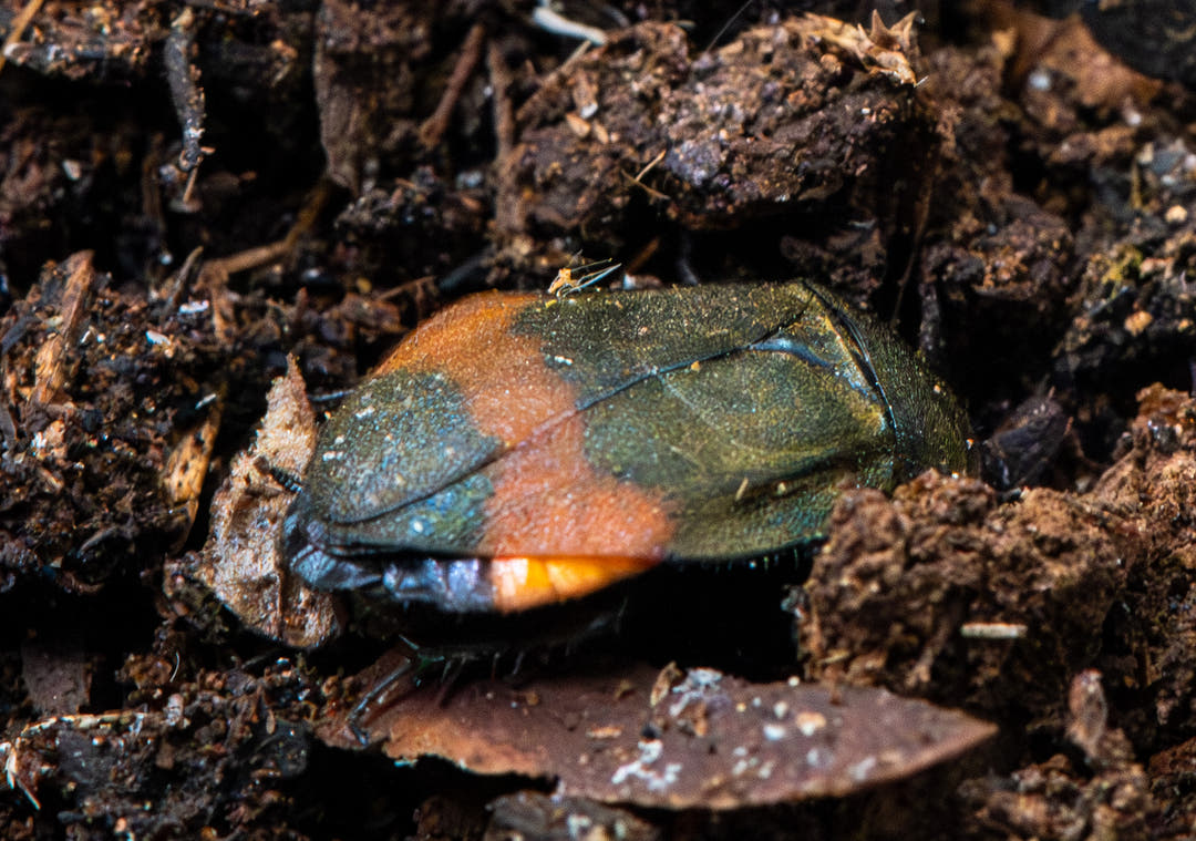 Giant Flower Cockroach, Eucorydia dasytoides, with the iridescent metallic blue-green wing covers of the adult