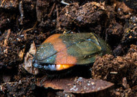 Giant Flower Cockroach (Eucorydia Dasytoides)