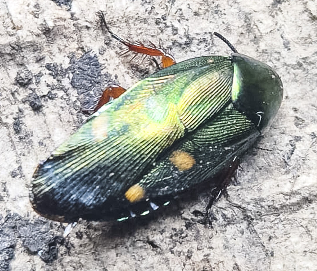 Four Spotted Jade Roach (Eustegasta Buprestoides)