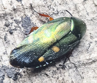 Four Spotted Jade Roach (Eustegasta Buprestoides)