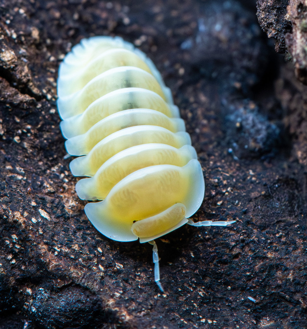 frosty jupiter ispod