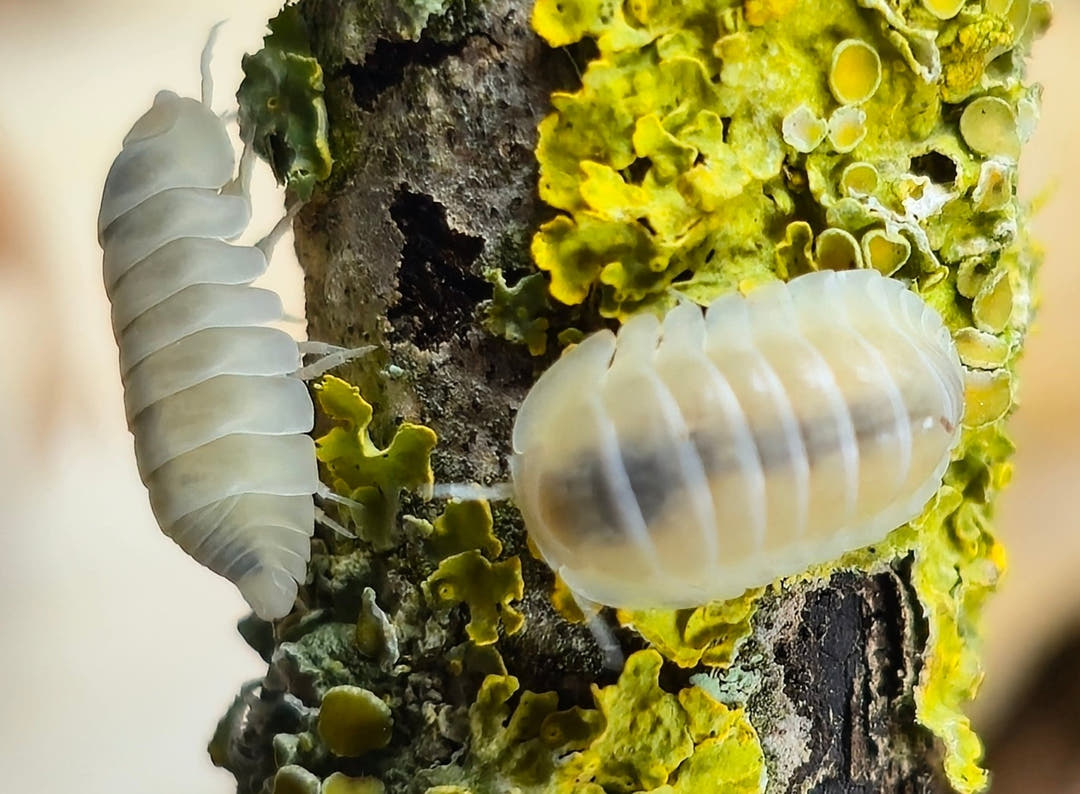 Frosty Jupiter Isopods (Cubaris sp.)