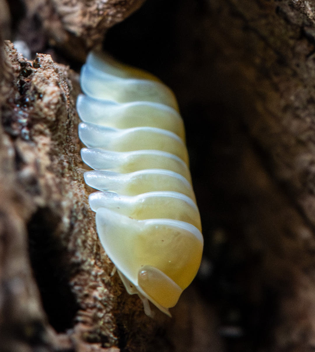 frosty jupiter isopod