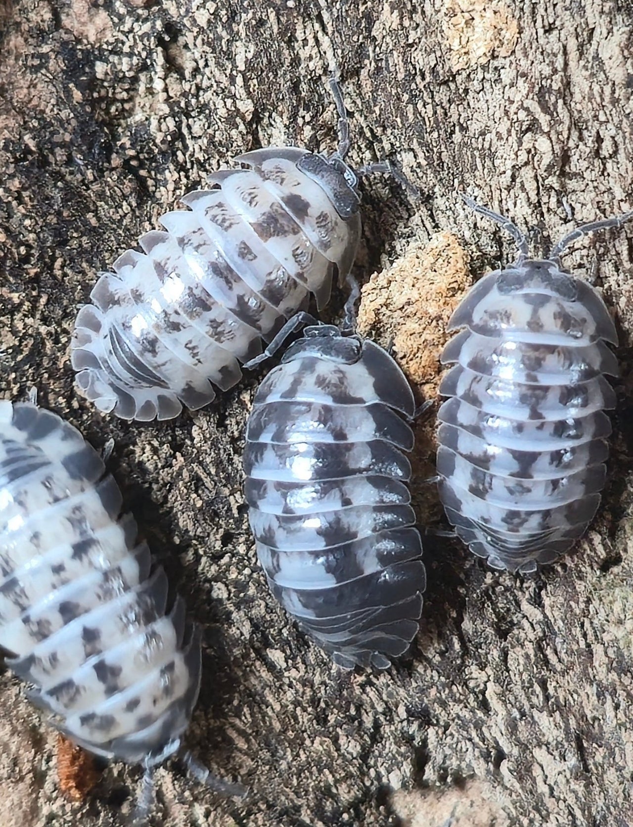 Gestroi 'Milky Way' Isopods (Armadillidium) - Isopods For Sale UK I PostPods