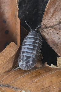 Gestroi 'Milky Way' Isopods (Armadillidium) - Isopods For Sale UK I PostPods