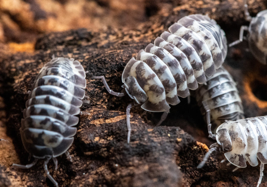 milkyway isopods