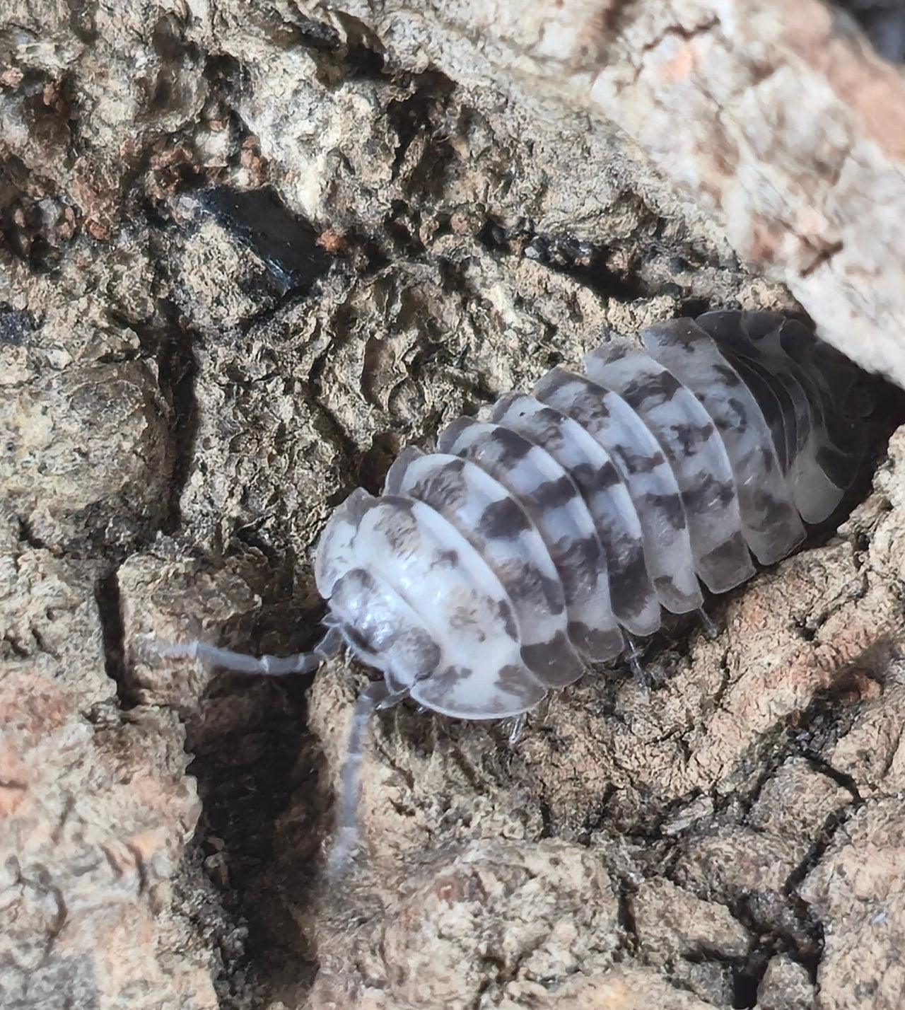 Gestroi 'Milky Way' Isopods (Armadillidium) - Isopods For Sale UK I PostPods