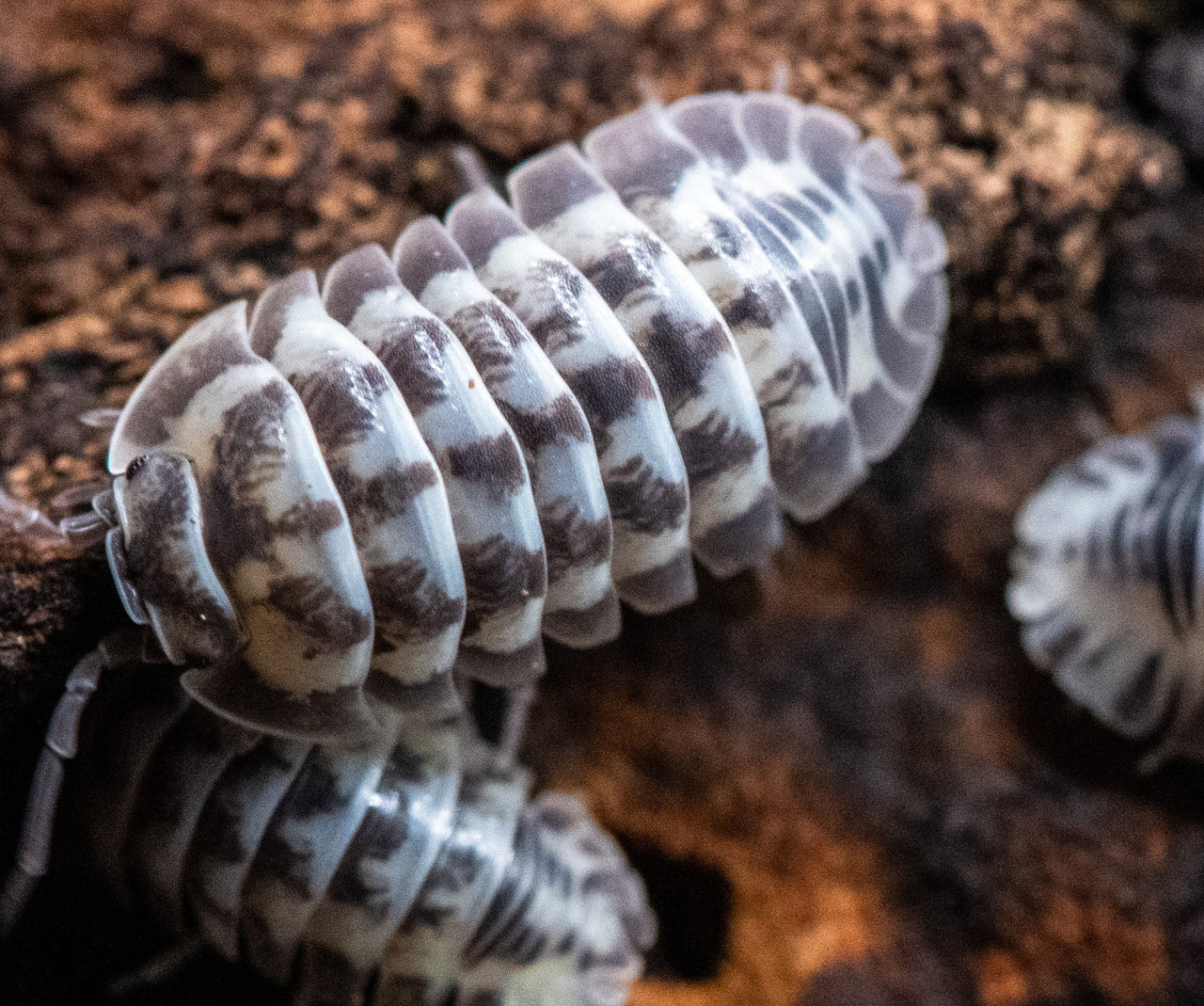 milky way isopod