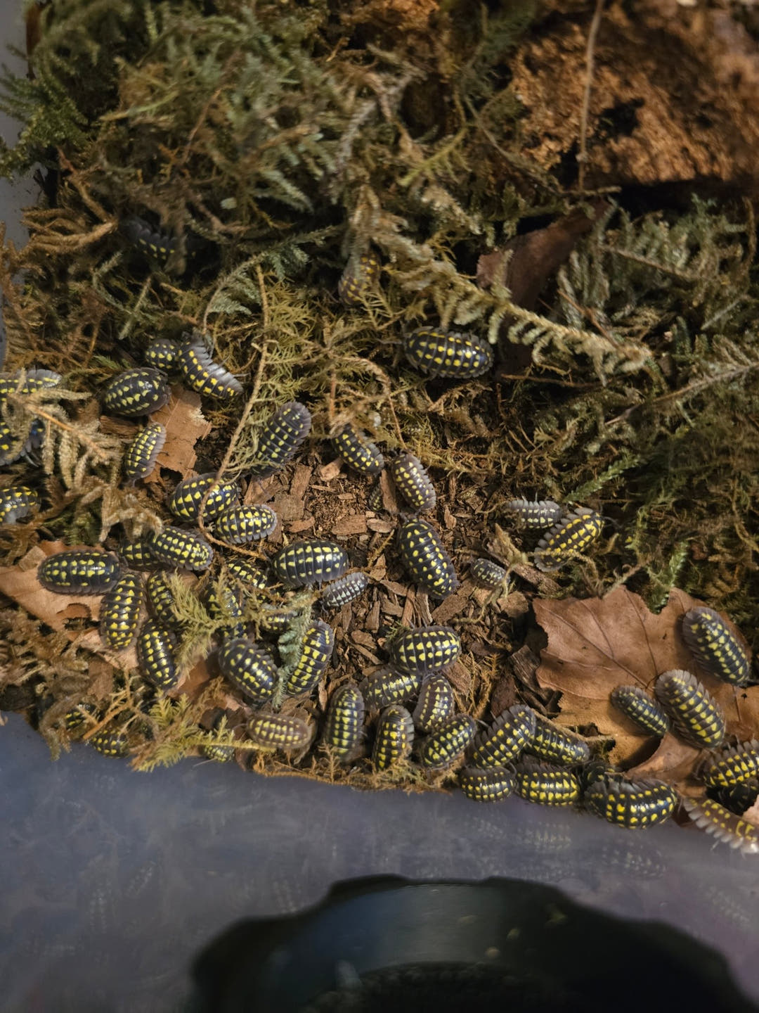 gestroi isopods for sale in the uk