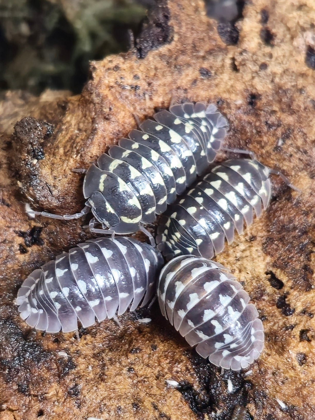 Armadillidium gestroi isopods resting together on bark in a bioactive setup