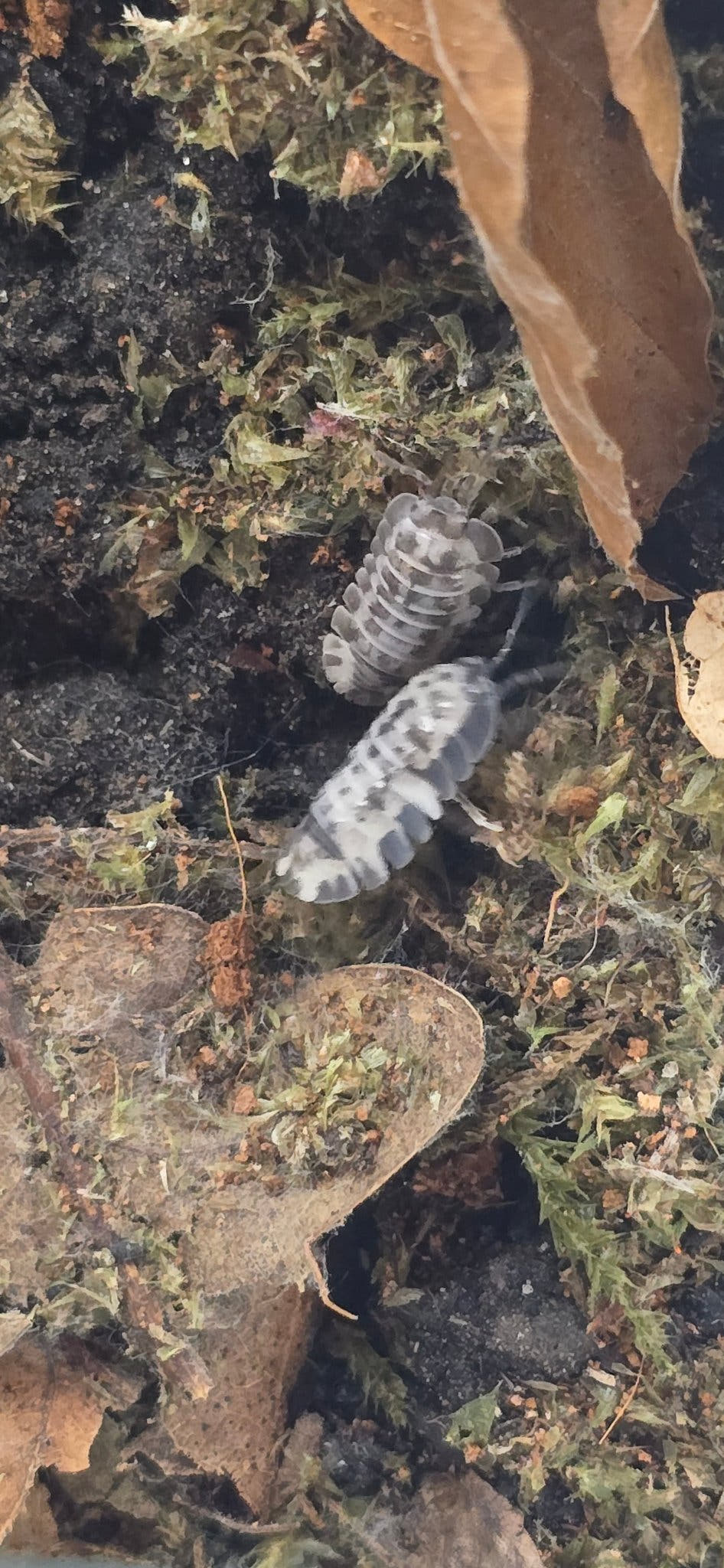 Armadillidium milky way isopod