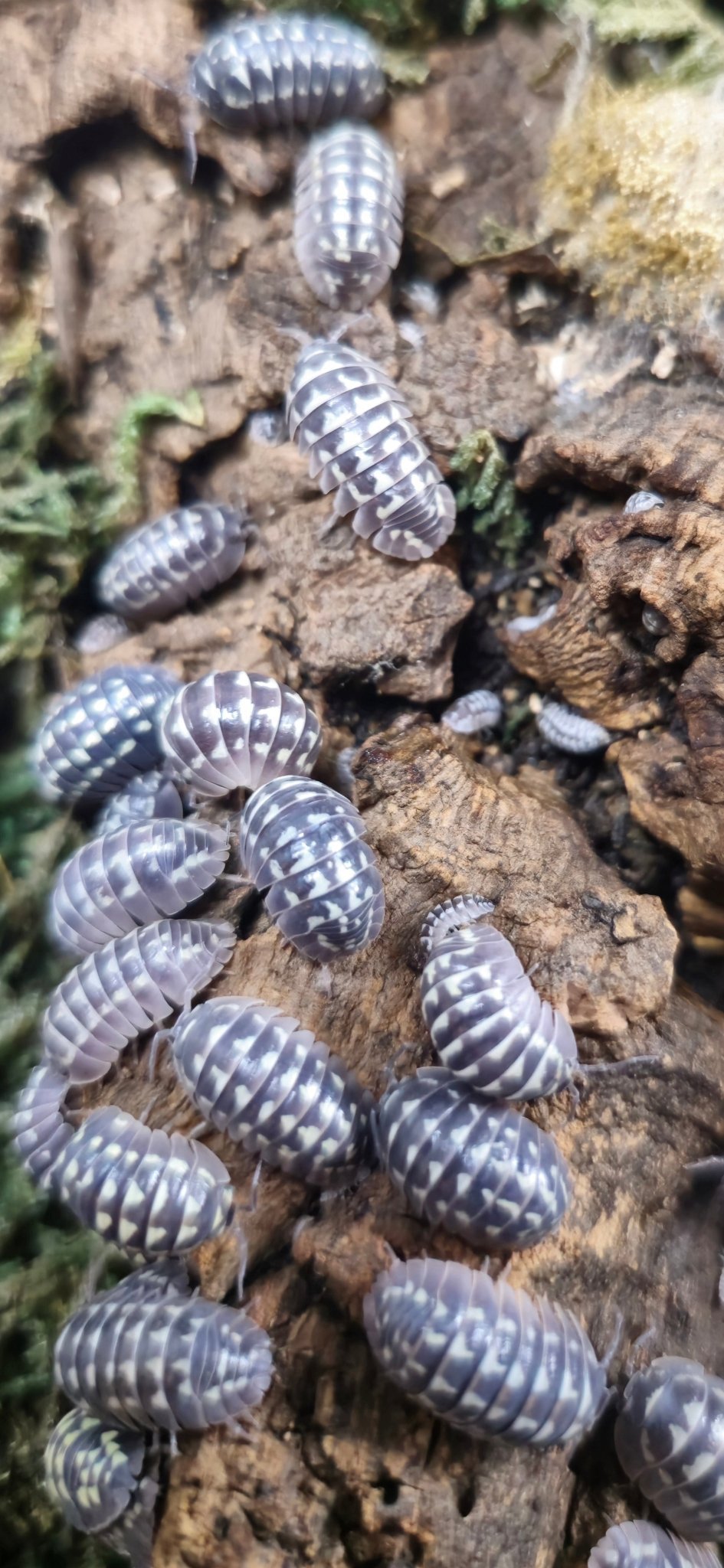 giant isopods for sale