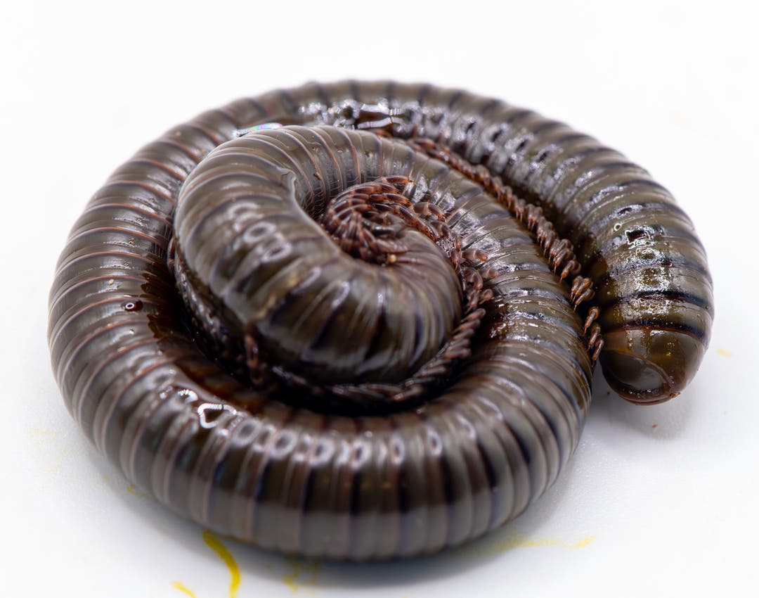 dark glossy millipede exctreting defensive toxin