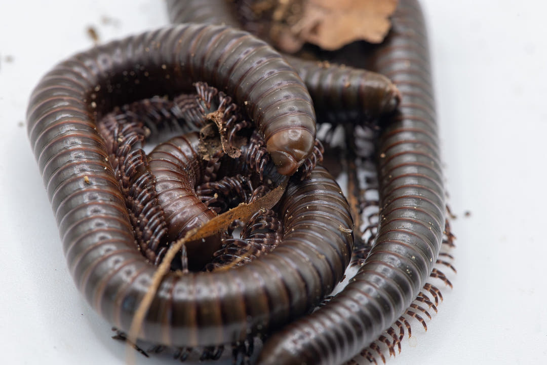 dark glossy millipedes