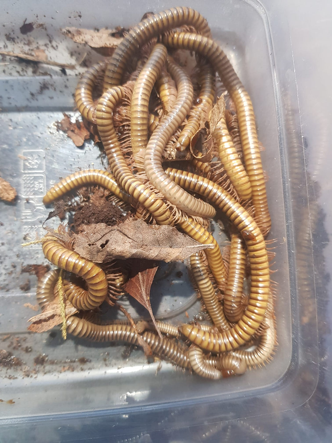 Ghana Speckled Leg Millipedes (Telodeinopus aoutii)