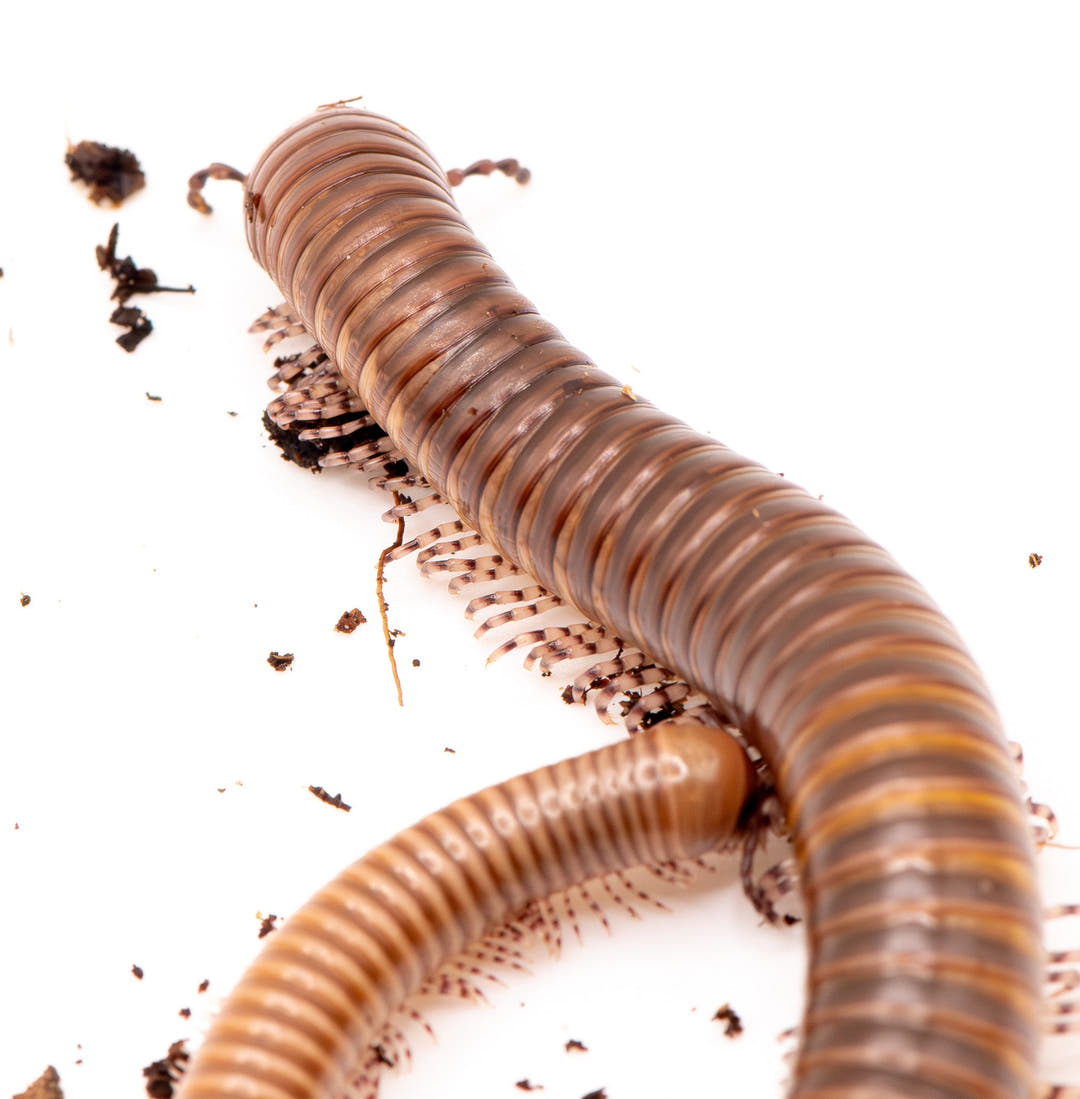 Giant African Olive Millipede