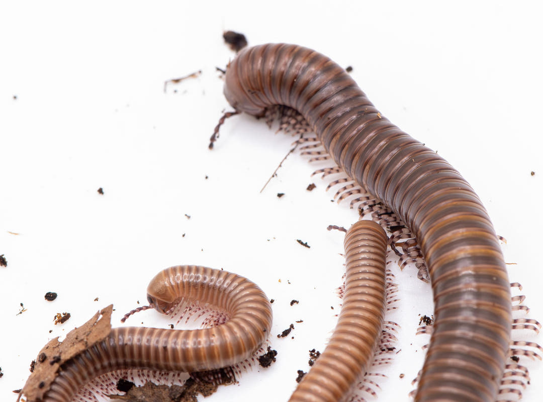 Giant African Olive Millipedes