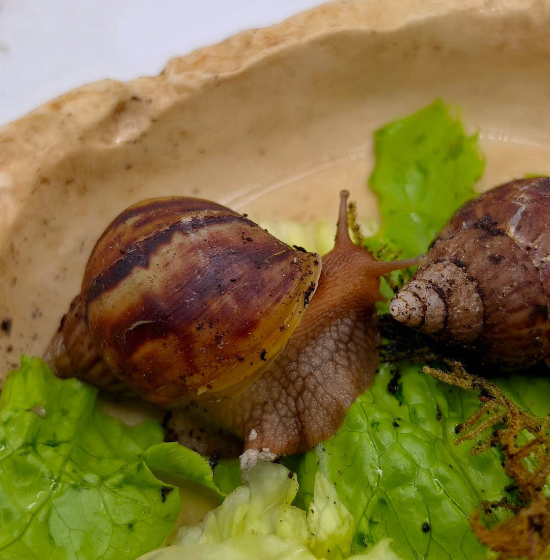 Giant African Land Snails - Lissachatina fulica