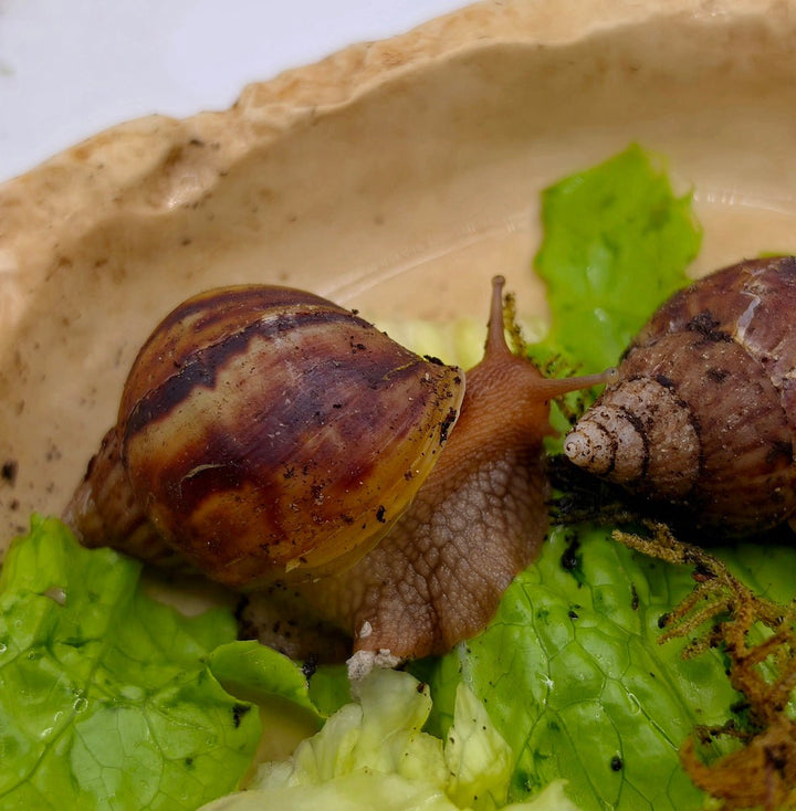 Giant African Land Snails — Lissachatina fulica