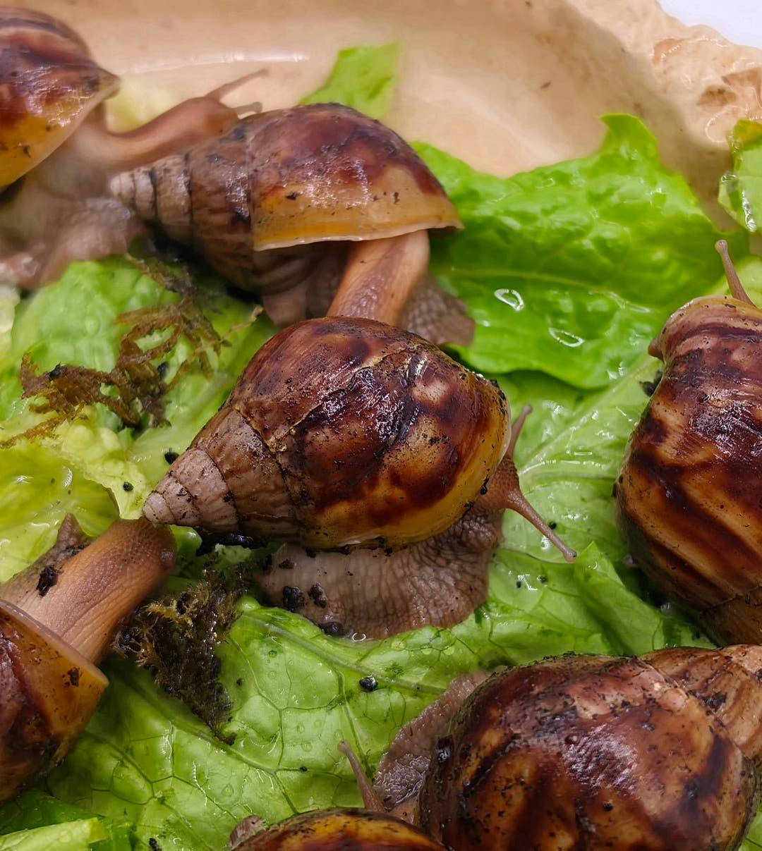 Giant African Land Snails - Lissachatina fulica