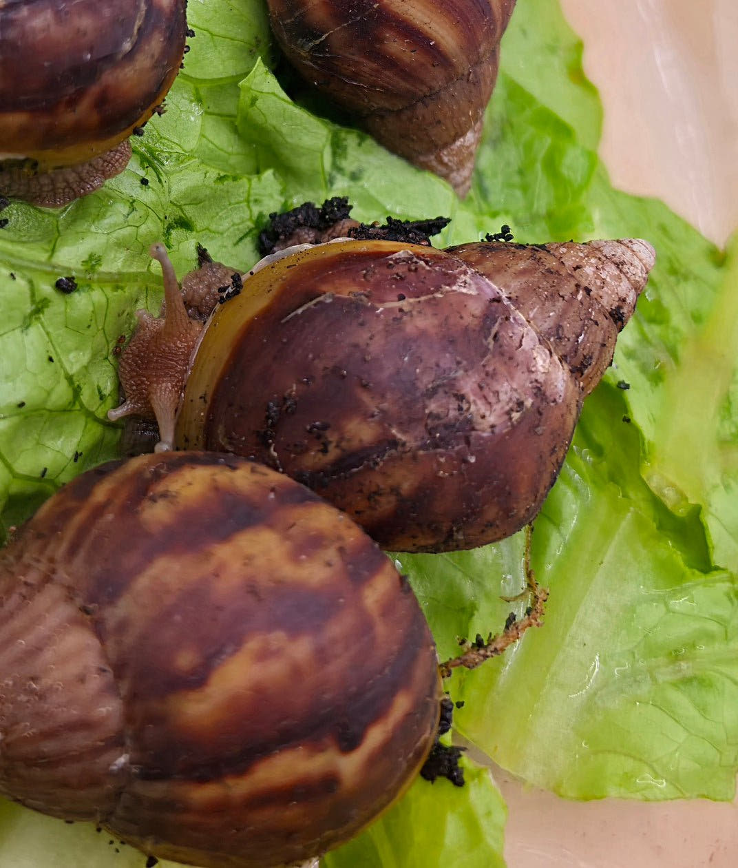 Giant African Land Snails - Lissachatina fulica
