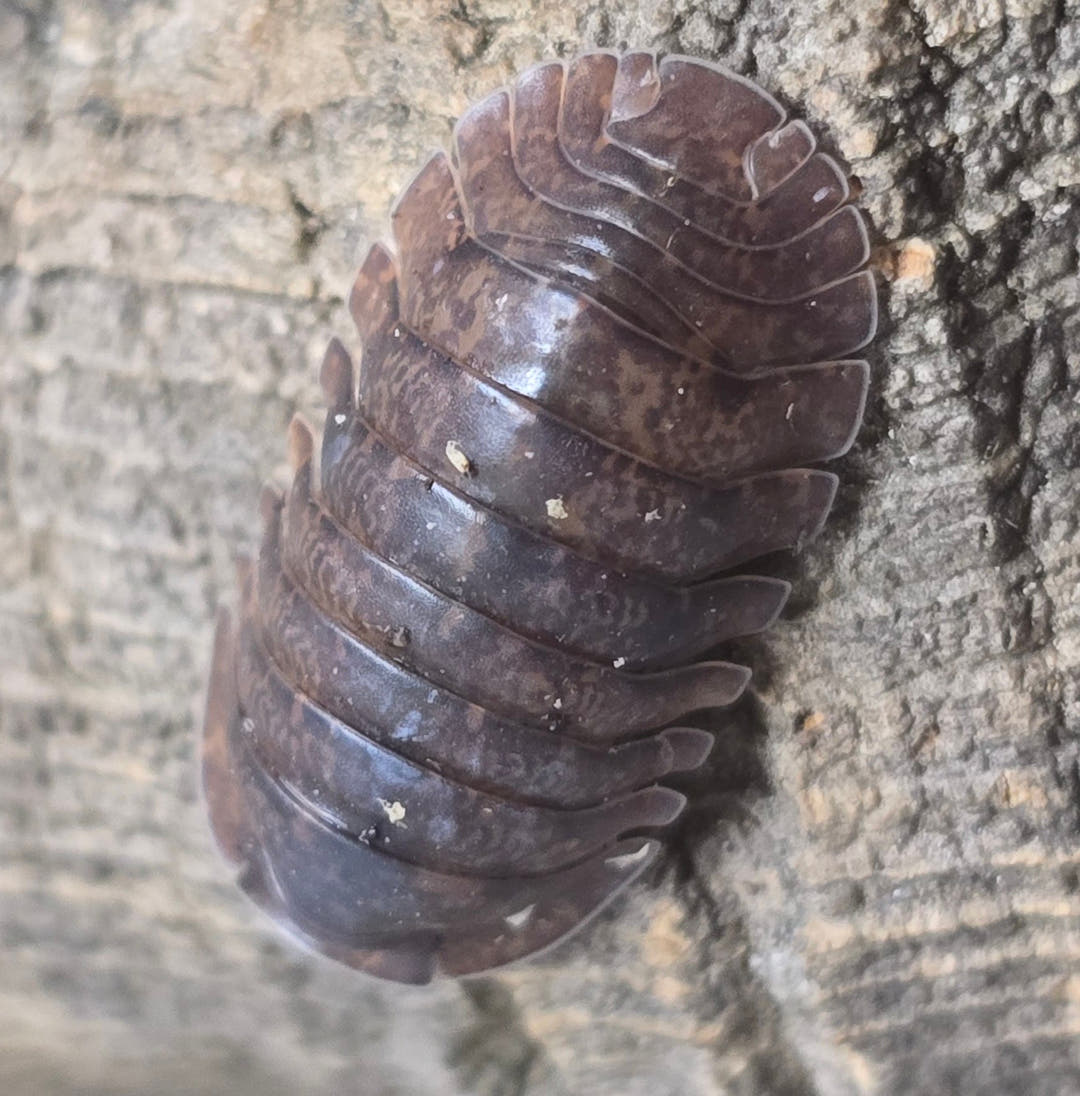 Giant Banahoa Isopods (Filippinodillo sp)