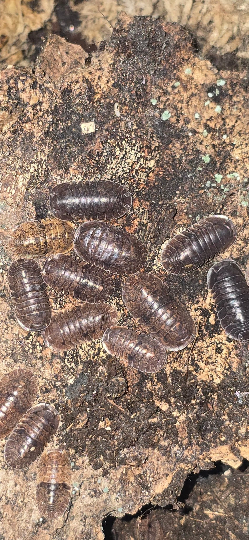 Giant Banahoa Isopods (Filippinodillo sp)