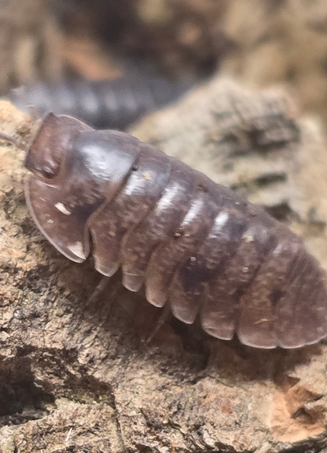Giant Banahoa Isopods (Filippinodillo sp)