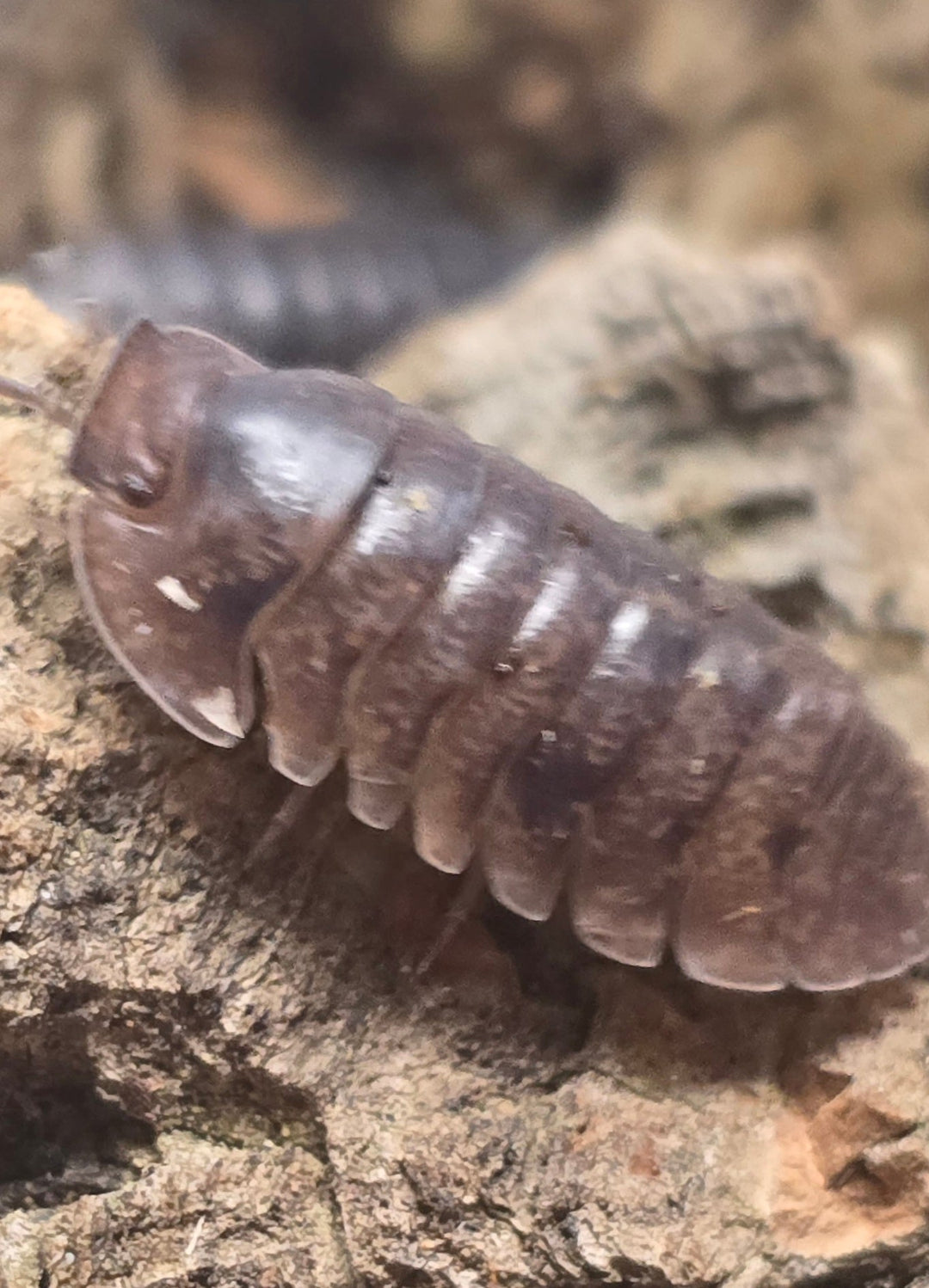 Giant Banahoa Isopods (Fillipinodillo sp)
