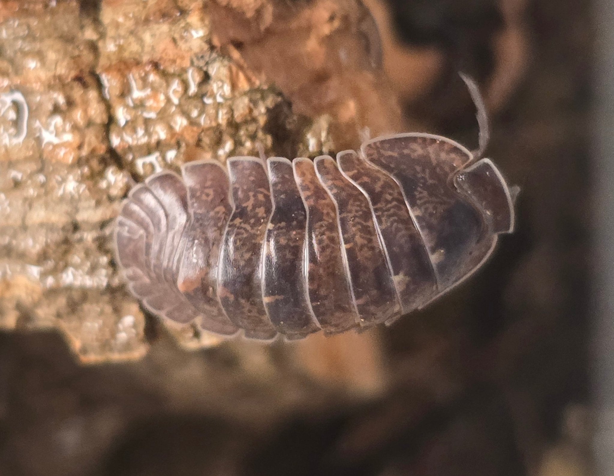 Giant Banahoa Isopods (Fillipinodillo sp.) for Sale | PostPods