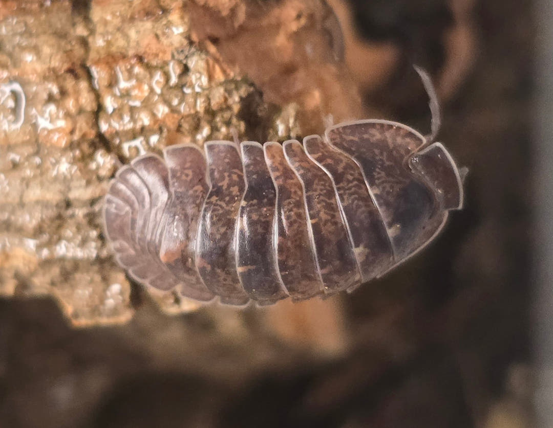 Giant Banahoa Isopods (Filippinodillo sp)