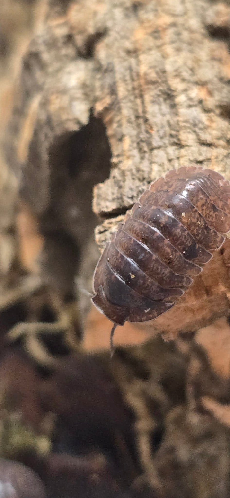 Giant Banahoa Isopods (Filippinodillo sp)