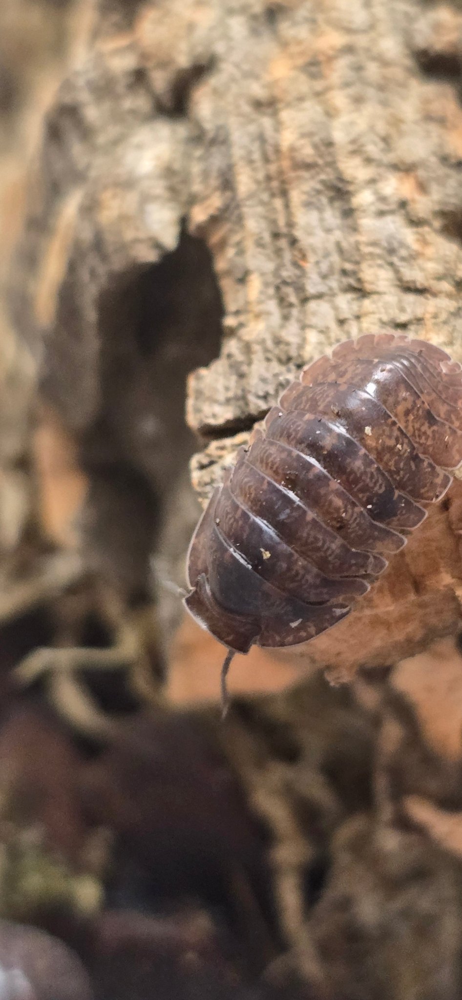 Giant Banahoa Isopods (Fillipinodillo sp)