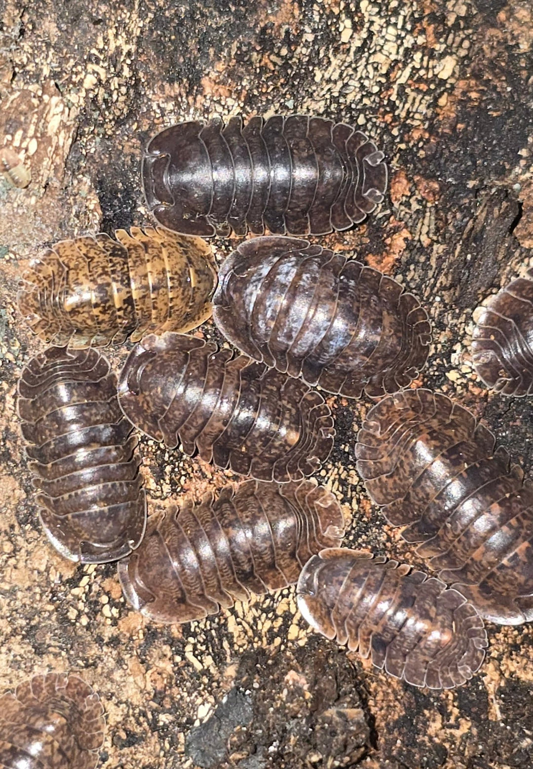 Giant Banahoa Isopods (Filippinodillo sp)