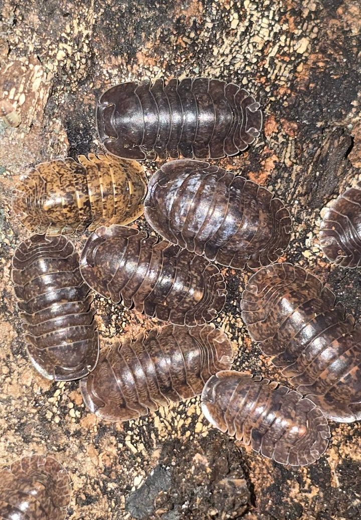 Giant Banahoa Isopods (Fillipinodillo sp)