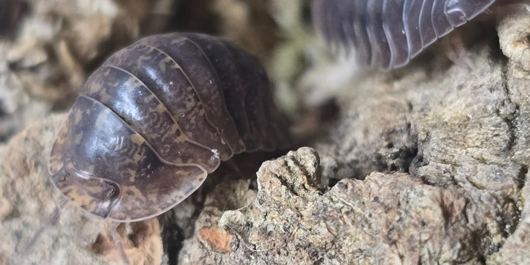 Giant Banahoa Isopods (Filippinodillo sp)