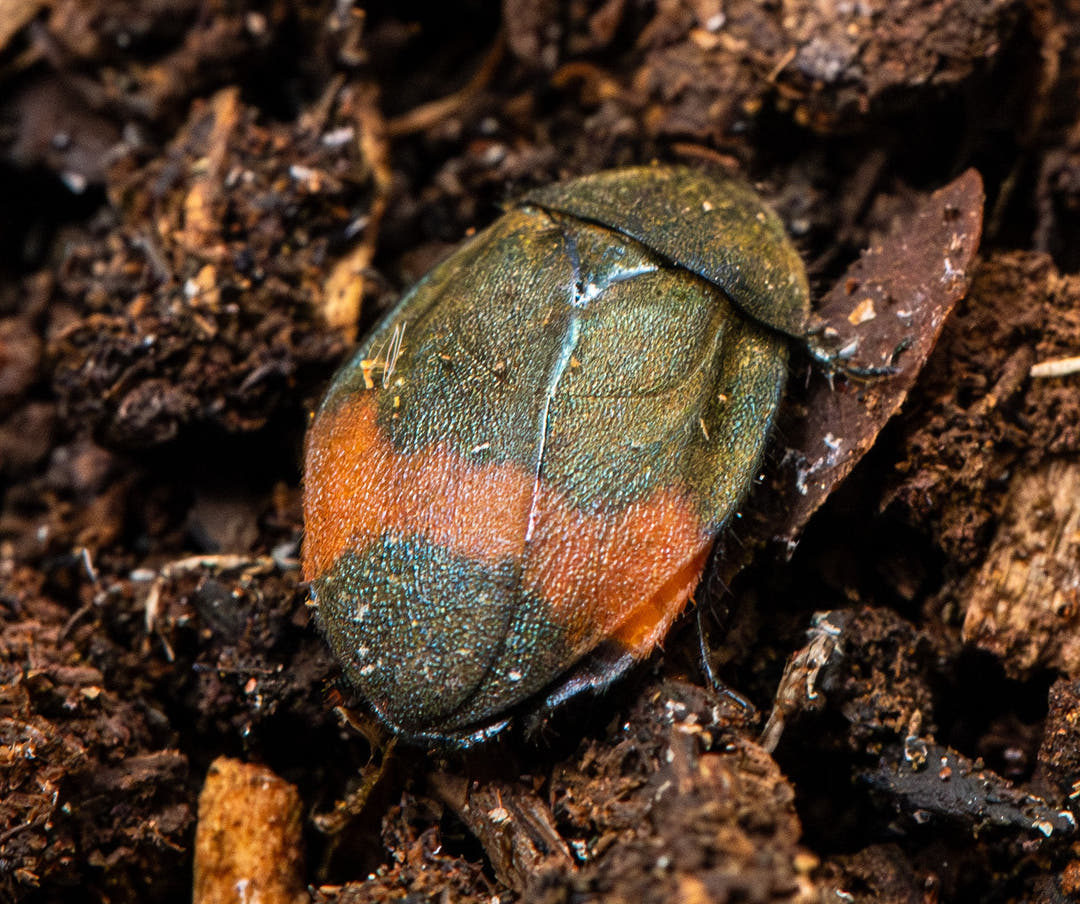 A Giant Flower Cockroach on dark leaf litter, iridescent green wing cases crossed by a broad orange band.