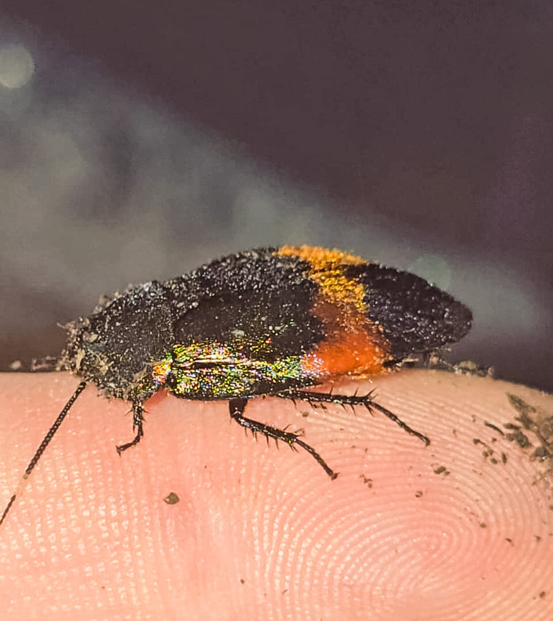 A Giant Flower Cockroach on a fingertip, its black wing cases marked with orange and the pronotum glittering.
