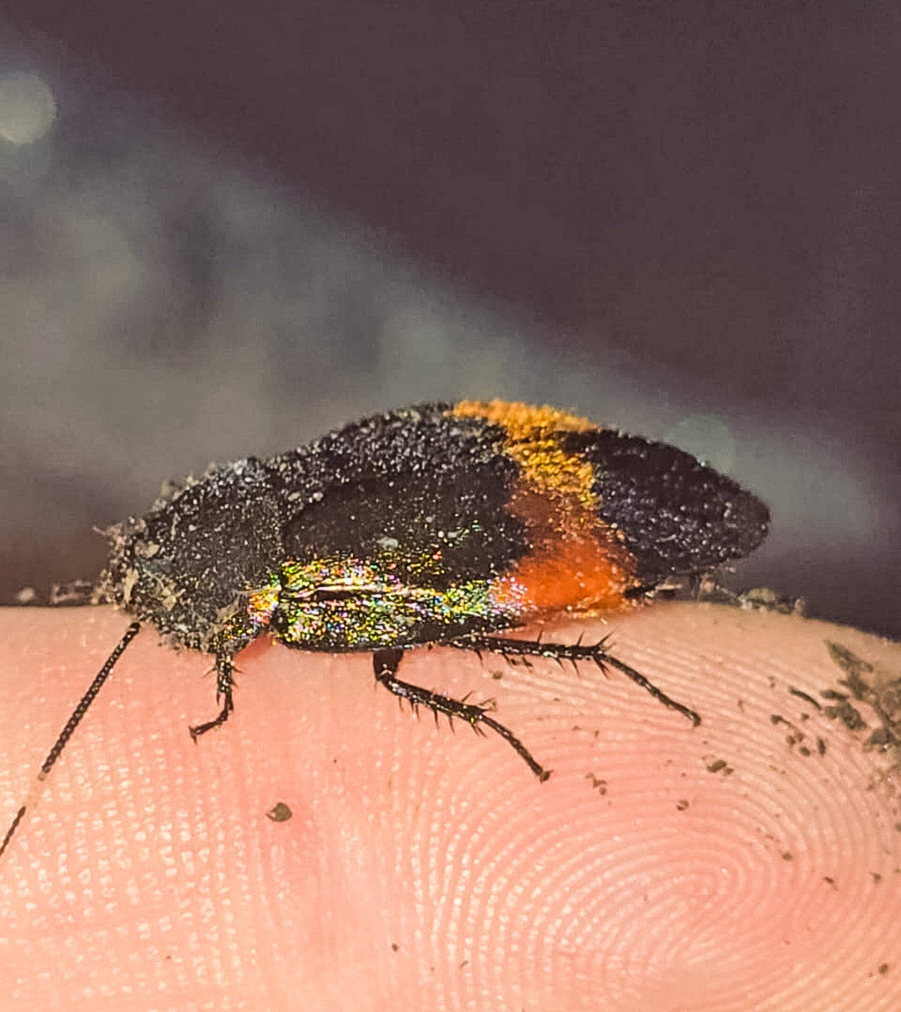 Giant Flower Cockroach (Eucorydia Dasytoides)
