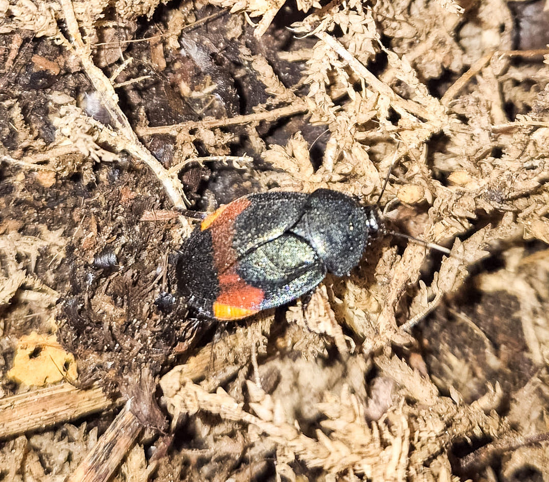 A Giant Flower Cockroach among pale dried plant fibres, dark wing cases split by a red-orange band.