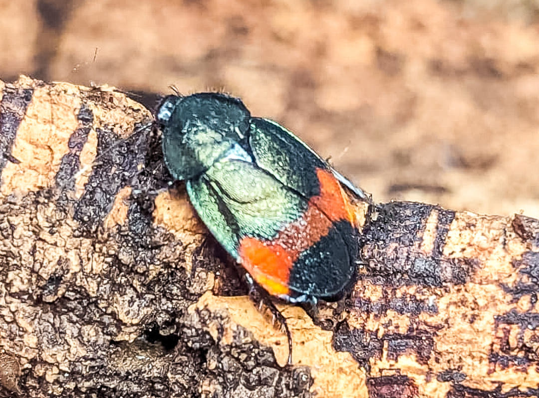 A Giant Flower Cockroach on a knobbly piece of bark, green wing cases with bright orange and black patches.