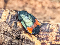 Giant Flower Cockroach (Eucorydia Dasytoides)