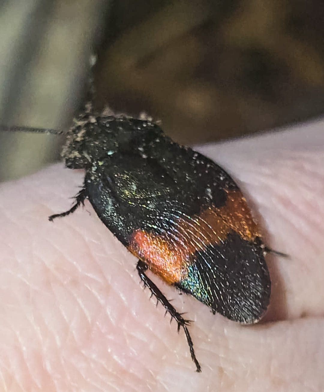 Close view of a Giant Flower Cockroach on pale skin, black and coppery orange with one antenna out to the side.